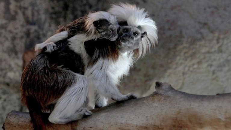 Tenemos las fotos del simpático mono Tití que nació en un zoológico