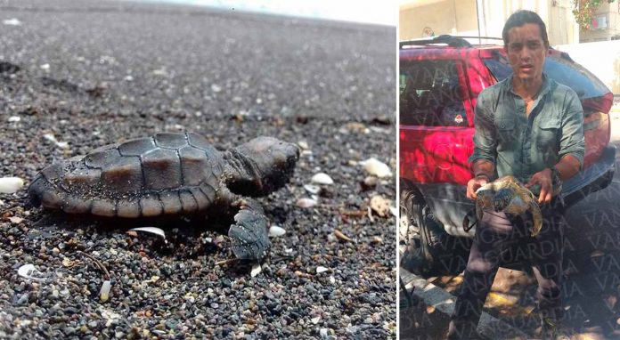 Veracruz, Ver.- En lo que va del año han sido localizadas siete tortugas sin vida, denunció el presidente de la agrupación civil ambientalista Earth Mission