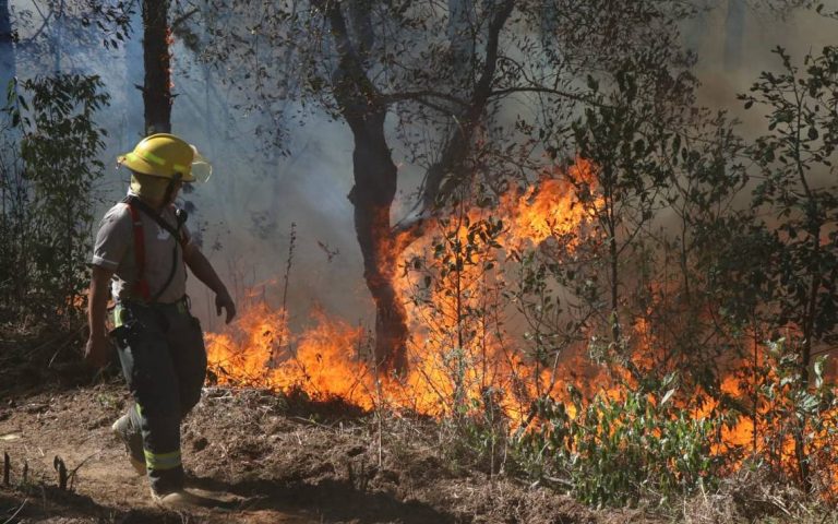 13 incendios forestales han devastado Veracruz en 2020