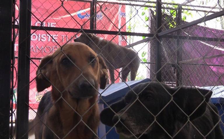 Pronto podrán ser dados en adopción los perritos de “Don Chocolate”