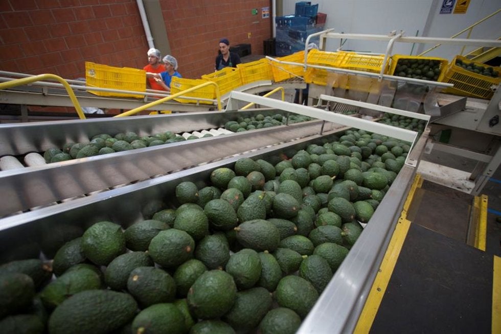 México protege la calidad del aguacate hass con un sensor inalámbrico