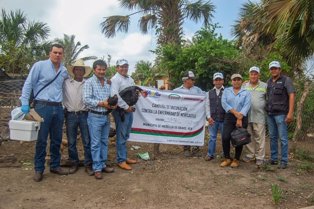 Inicia campaña de vacunación de aves de corral en Medellín