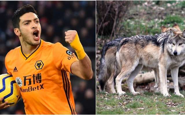 Wolverhampton y Raúl Jiménez en campaña para salvar al lobo mexicano