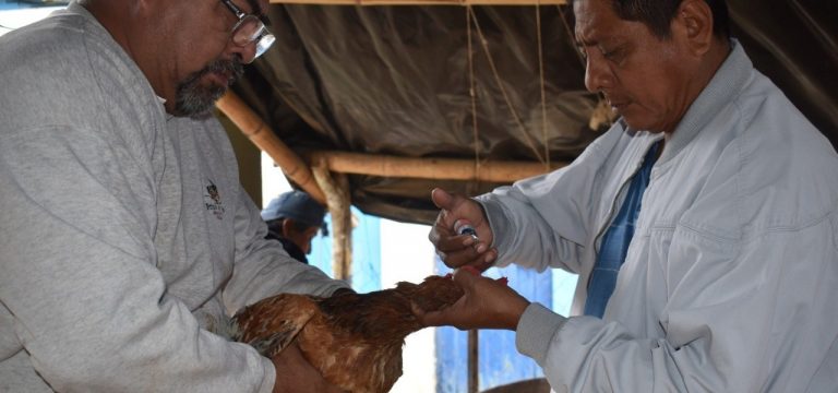 Inicia campaña de vacunación de aves de traspatio 2020 en Cosoleacaque