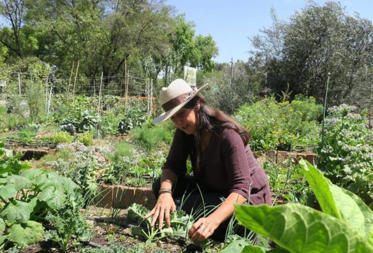 Huertos urbanos reviven la agricultura en Ciudad de México