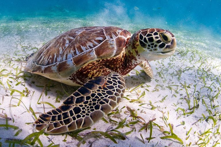 Tortugas marinas confunden el olor del plástico con el de la comida