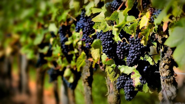 Pega coronavirus a la industria vitivinícola actividad económica