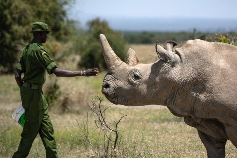 Coronavirus pone en riesgo la preservar al rinoceronte blanco