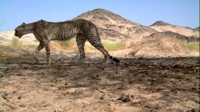 Avistan por primera vez en 10 años en Argelia un "guepardo del Sahara"