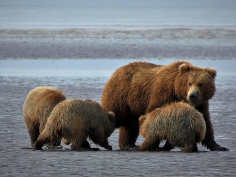 En riesgo osos y lobos en Alaska Donald Trump, permitirá la caza