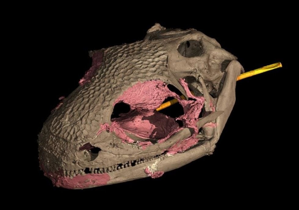 Yaksha perettii destrona al camaleón como el primer vertebrado con lengua proyectable
