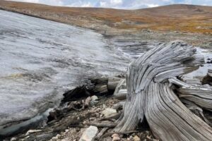 bosque congelado el clarin veracruzano.